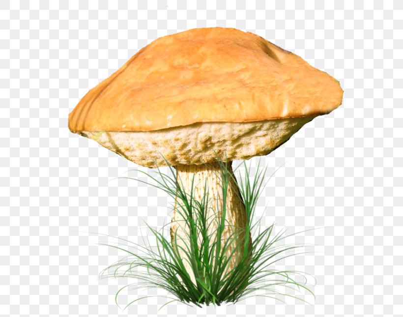 Fungus Mushroom Marasmius Oreades Penny Bun Clip Art, PNG, 600x645px, Fungus, Autumn, Baner, Edible Mushroom, Marasmius Download Free
