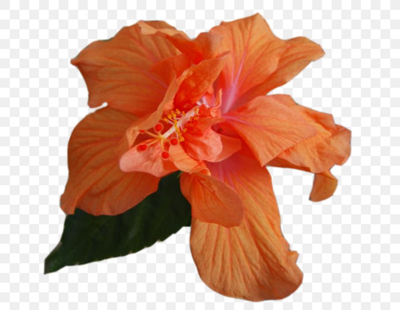 Hibiscus Cut Flowers Petal Clip Art, PNG, 650x636px, Hibiscus, Author, Canna Family, Canna Lily, Cut Flowers Download Free