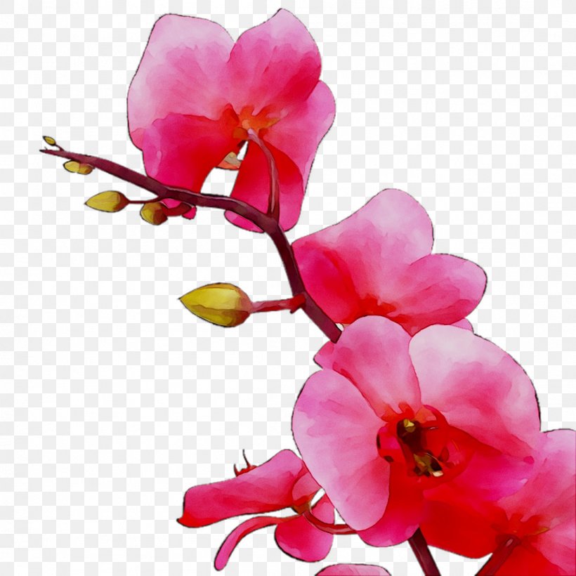 Moth Orchids ST.AU.150 MIN.V.UNC.NR AD Cut Flowers Cherry Blossom, PNG, 1098x1098px, Moth Orchids, Artificial Flower, Blossom, Branch, Branching Download Free