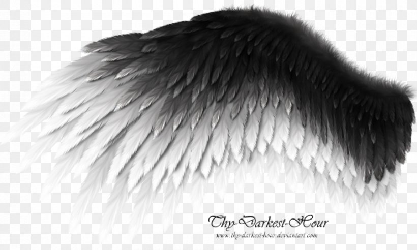 DeviantArt Wing Work Of Art Bird, PNG, 900x541px, Deviantart, Art, Artist, Bird, Black And White Download Free