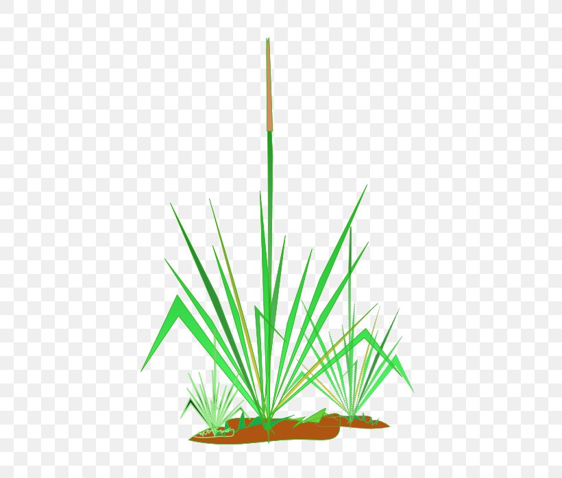 Download Clip Art, PNG, 455x698px, Public Domain, Aquarium Decor, Arecales, Grass, Grass Family Download Free