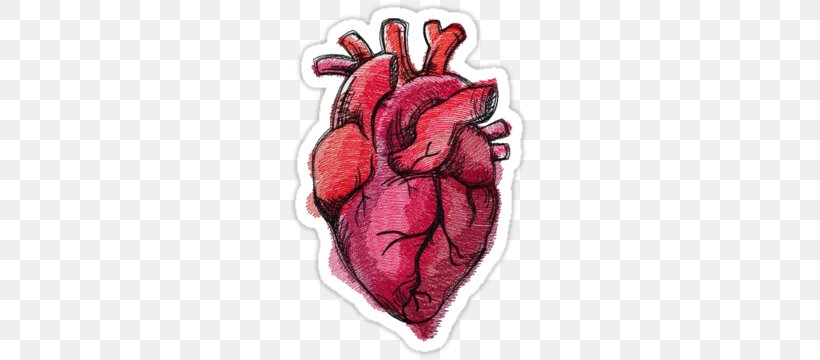 Drawing Heart Anatomy Painting, PNG, 375x360px, Watercolor, Cartoon, Flower, Frame, Heart Download Free