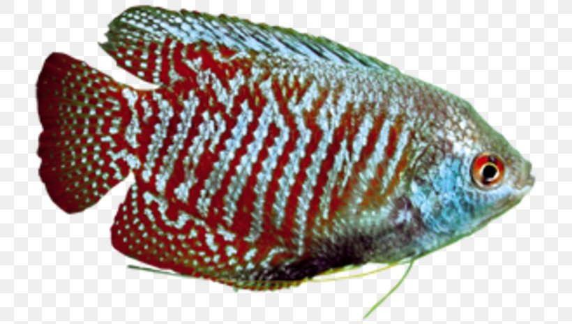 Green Swordtail Southern Platyfish Tilapia Aquarium, PNG, 730x464px, Green Swordtail, Aquarium, Cichlid, Fauna, Fish Download Free