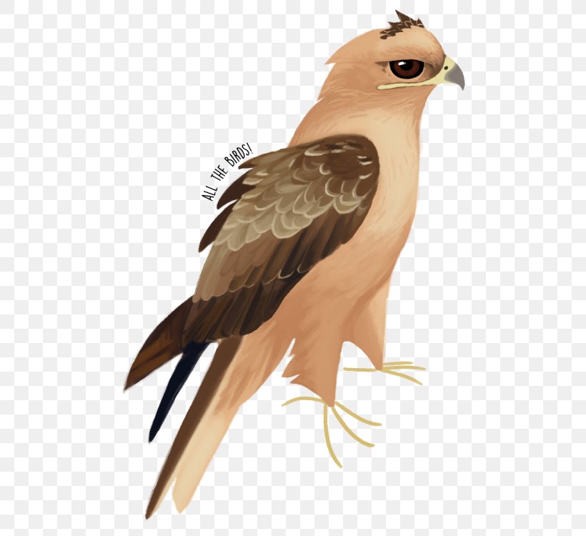 Hawk Eagle Beak Feather Falcon, PNG, 500x750px, Hawk, Beak, Bird, Bird Of Prey, Eagle Download Free