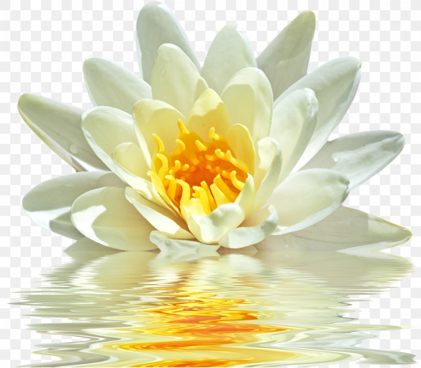 Lotus, PNG, 931x813px, Fragrant White Water Lily, Aquatic Plant, Flower, Lotus, Lotus Family Download Free