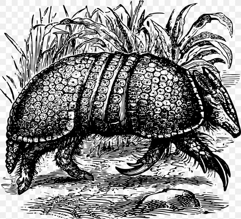 Tortoise Giant Armadillo Turtle Armour, PNG, 1280x1160px, Tortoise, Anatomy, Animal, Armadillo, Armour Download Free