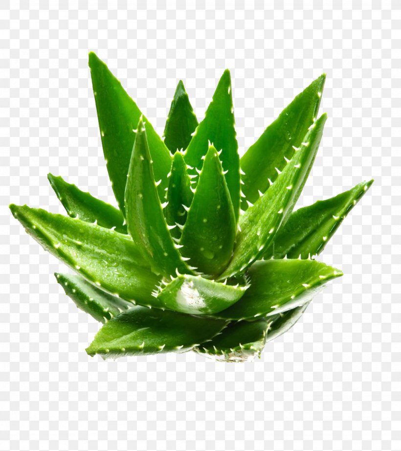 Aloe Vera Gel Aloin Euclidean Vector Green, PNG, 1024x1152px, Aloe Vera, Agave, Aloe, Aloin, Asphodelaceae Download Free