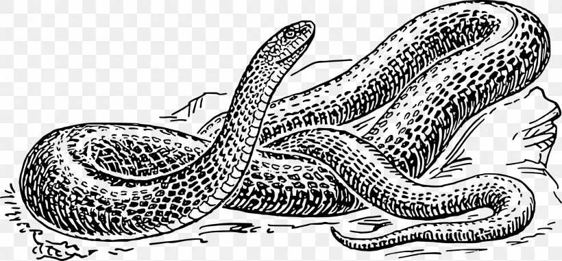 Black Rat Snake Drawing Clip Art, PNG, 2400x1116px, Snake, Artwork, Black, Black And White, Black Rat Snake Download Free