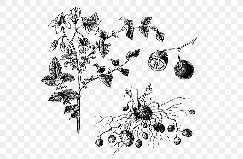 Flowering Plant Potato Tuber Auglis, PNG, 600x537px, Flowering Plant, Artwork, Auglis, Biology, Black And White Download Free