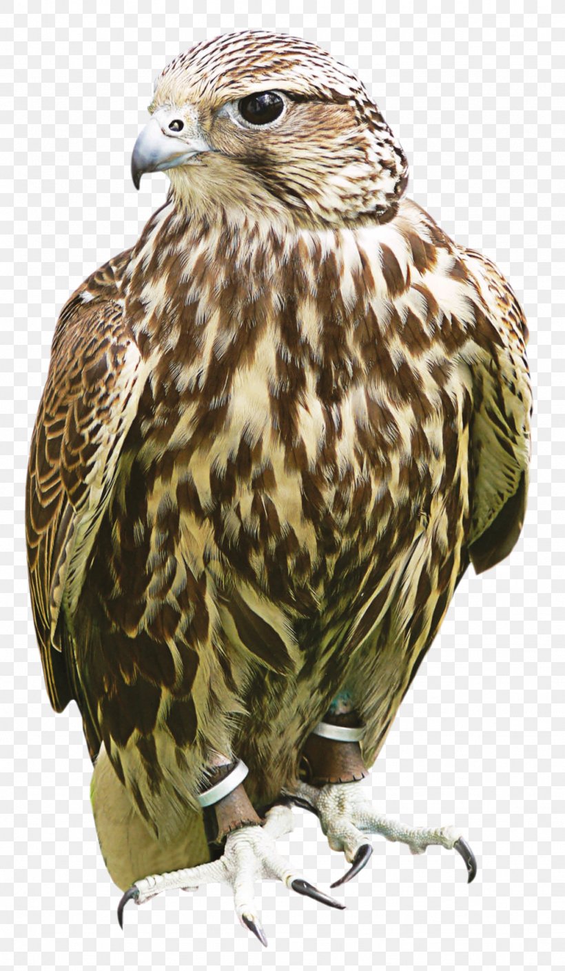 Hawk Owl Buzzard Fauna Beak, PNG, 1024x1759px, Hawk, Beak, Bird, Bird Of Prey, Buzzard Download Free