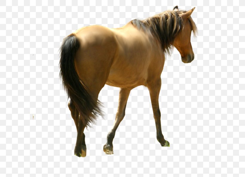 Horse Desktop Wallpaper Clip Art, PNG, 600x591px, Horse, Bridle, Foal, Horse Harness, Horse Like Mammal Download Free