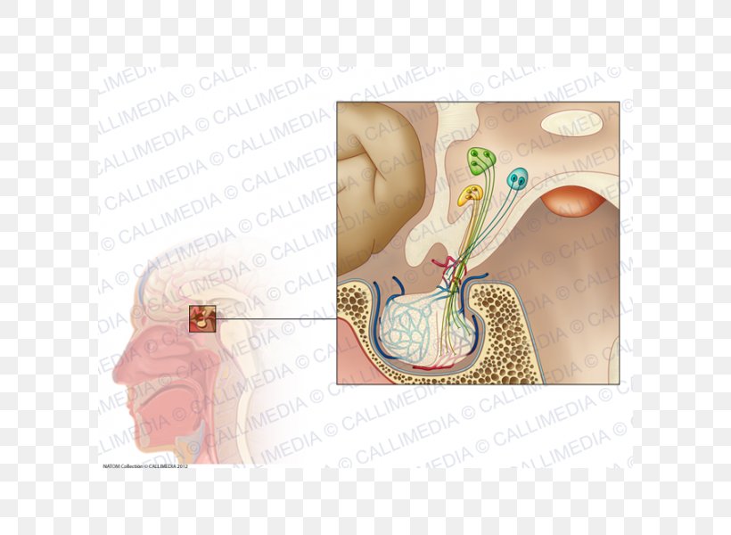 Pituitary Gland Endocrine System Endocrine Gland Physiology, PNG, 600x600px, Watercolor, Cartoon, Flower, Frame, Heart Download Free