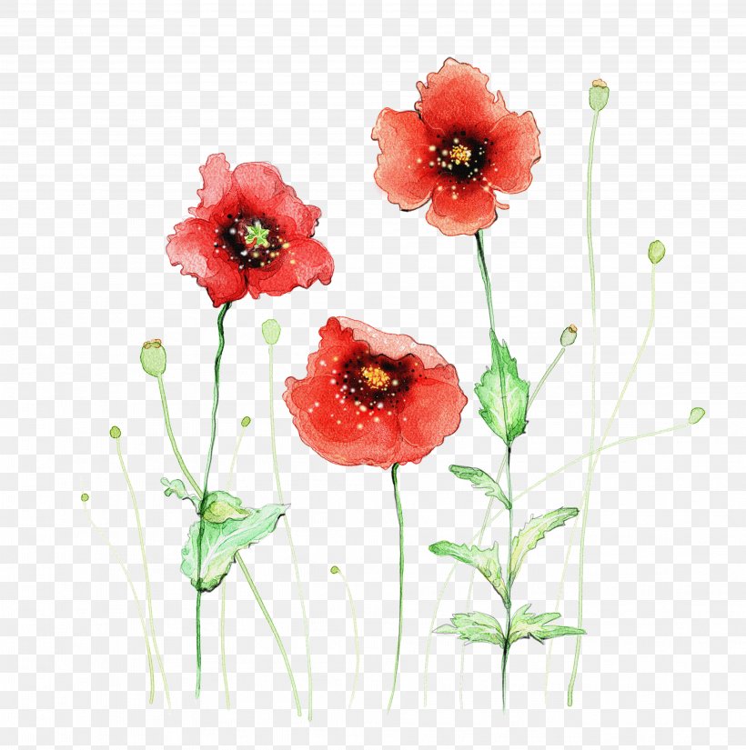 Watercolor Painting Flower Red, PNG, 3757x3780px, Watercolor Painting, Art, Blue, Coquelicot, Drawing Board Download Free