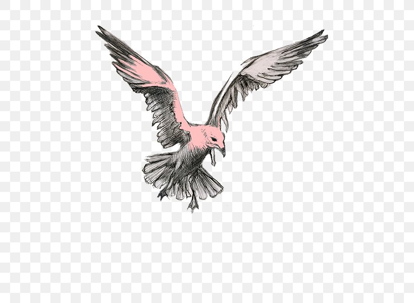 Bird Of Prey Beak Vulture Eagle, PNG, 600x600px, Bird, Animal, Beak, Bird Of Prey, Eagle Download Free