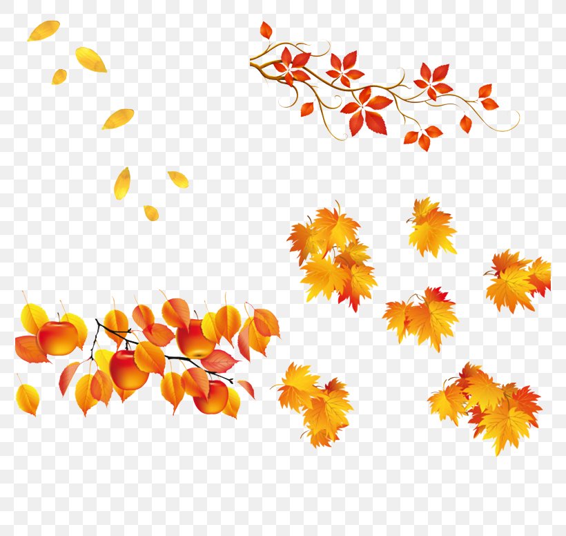 Leaf Autumn, PNG, 776x776px, Leaf, Autumn, Border, Branch, Flora Download Free