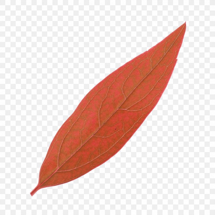 Leaf, PNG, 1500x1500px, Leaf, Chart, Maple, Maple Leaf, Plant Download Free
