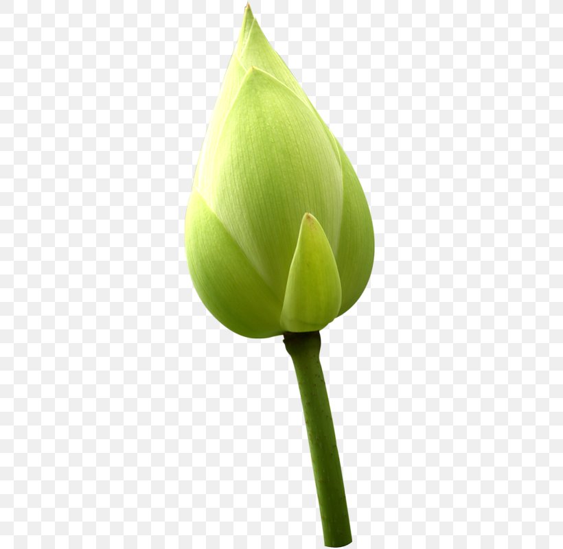 Sacred Lotus Image Photography Bud, PNG, 328x800px, Sacred Lotus, Alismatales, Arum, Bud, Flower Download Free