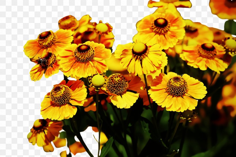 Sunflower, PNG, 2448x1632px, Flower, Annual Plant, Daisy Family, Petal, Plant Download Free