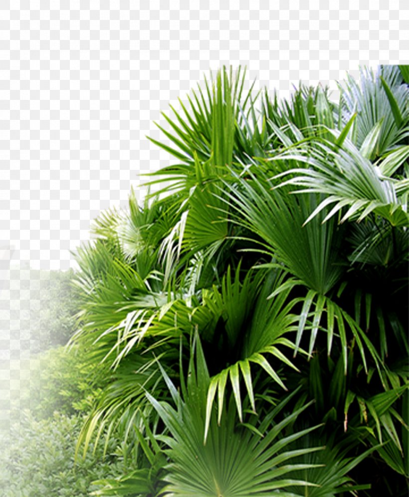 Asian Palmyra Palm Leaf Ornamental Plant Horticulture, PNG, 976x1185px, Asian Palmyra Palm, Arecaceae, Arecales, Borassus Flabellifer, Elaeis Download Free