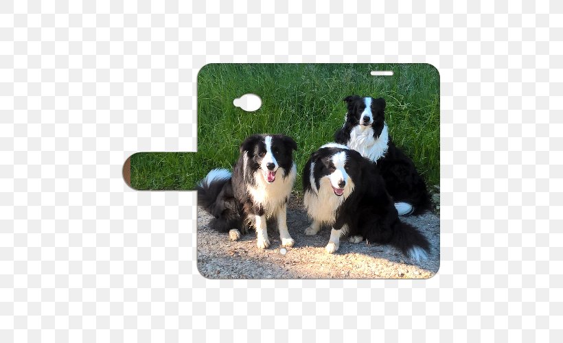 Border Collie Australian Shepherd Bernese Mountain Dog Dog Breed Rough Collie, PNG, 500x500px, Border Collie, Australian Shepherd, Bernese Mountain Dog, Breed, Breed Group Dog Download Free