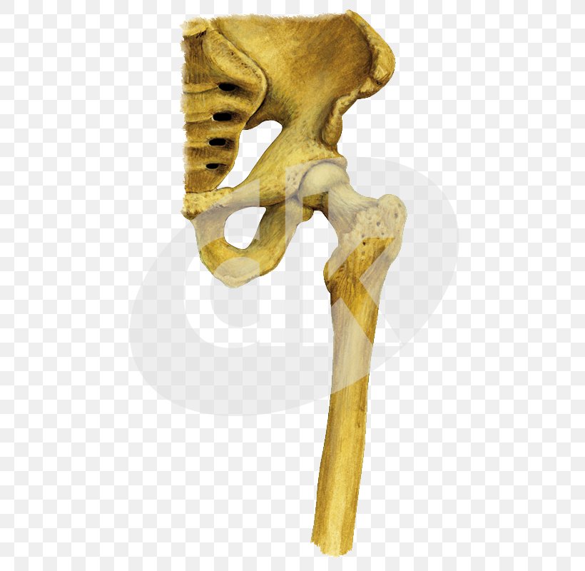 Shoulder Skeleton Hip KBR, PNG, 580x800px, Shoulder, Bone, Hip, Joint, Kbr Download Free