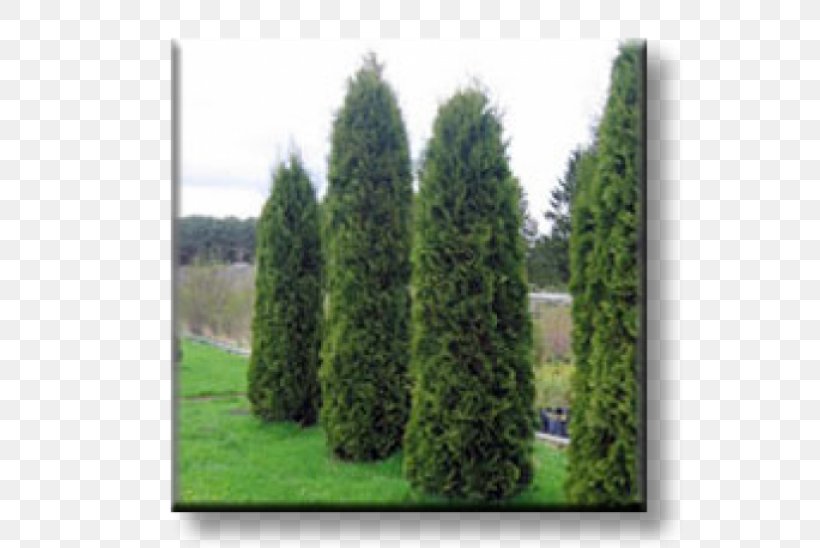 Spruce Arborvitae Evergreen Conifers Oriental Arbor-vitae, PNG, 600x548px, Spruce, Arborvitae, Biome, Cedar, Conifer Download Free
