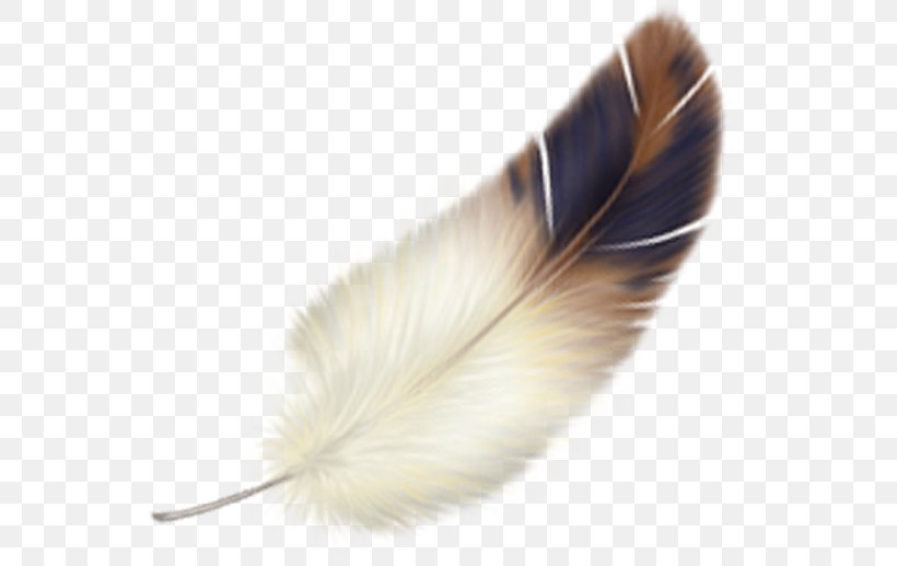Feather Bird, PNG, 550x517px, Feather, Bird, Computer Software, Feathered Dinosaur, Hair Download Free