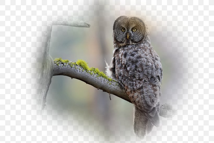 Great Grey Owl Bird Desktop Wallpaper Photography, PNG, 800x547px, Owl, Barn Owl, Beak, Bird, Bird Of Prey Download Free
