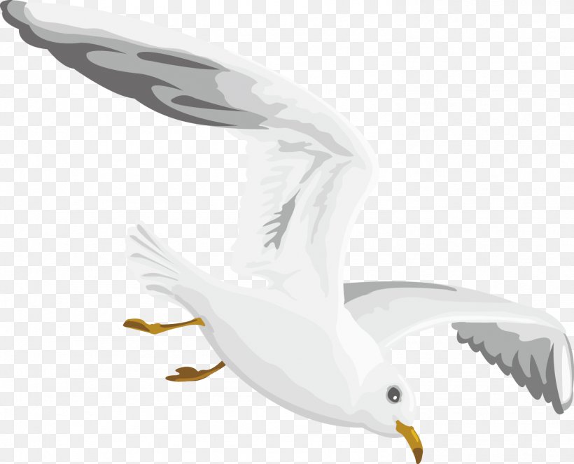 Gulls European Herring Gull, PNG, 1484x1200px, Gulls, Aircraft, Beak, Bird, Charadriiformes Download Free
