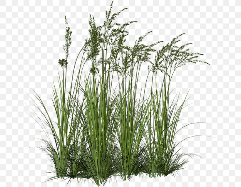 Ornamental Grass Grasses Tallgrass Prairie Clip Art, PNG, 650x637px, Ornamental Grass, Chrysopogon Zizanioides, Commodity, Evergreen, Grass Download Free