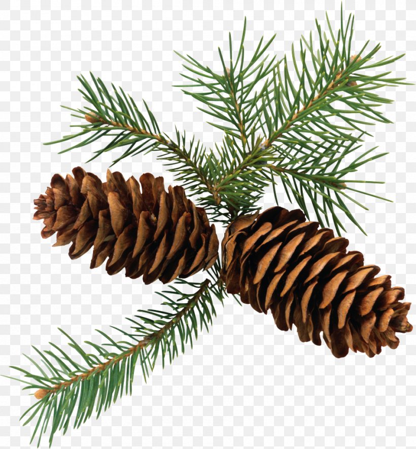 Pine Fir Conifer Cone Evergreen Clip Art, PNG, 948x1024px, Pine, Christmas Ornament, Cone, Conifer, Conifer Cone Download Free