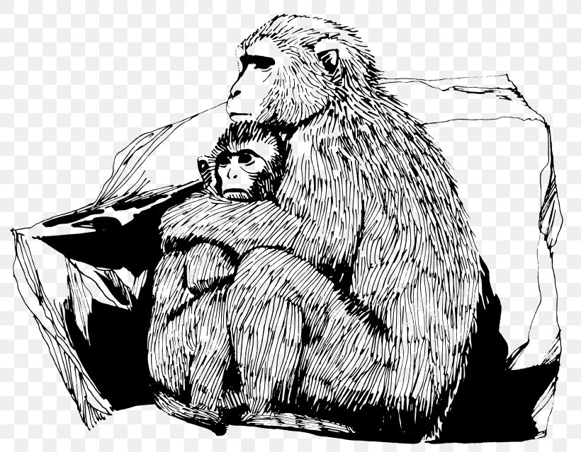 Primate Baby Monkeys Ape Rhesus Macaque, PNG, 800x639px, Primate, Animal, Ape, Artwork, Baby Monkeys Download Free