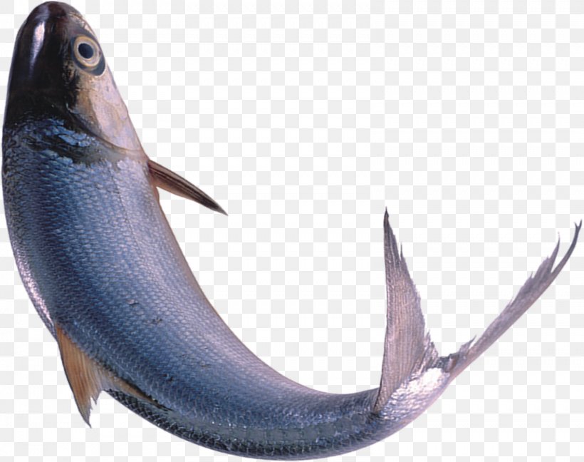 Swordfish Seafood, PNG, 1599x1264px, Swordfish, Billfish, Bony Fish, Designer, Dolphin Download Free