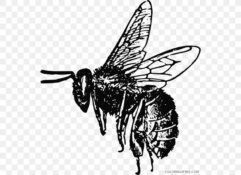 Bumblebee Honey Bee Clip Art, PNG, 546x596px, Bee, Arthropod, Beehive, Black And White, Bumblebee Download Free