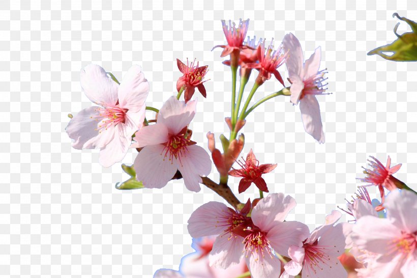 Cherry Blossom Japan Floral Design Flower, PNG, 2289x1526px, Cherry Blossom, Blossom, Branch, Cherry, Cut Flowers Download Free