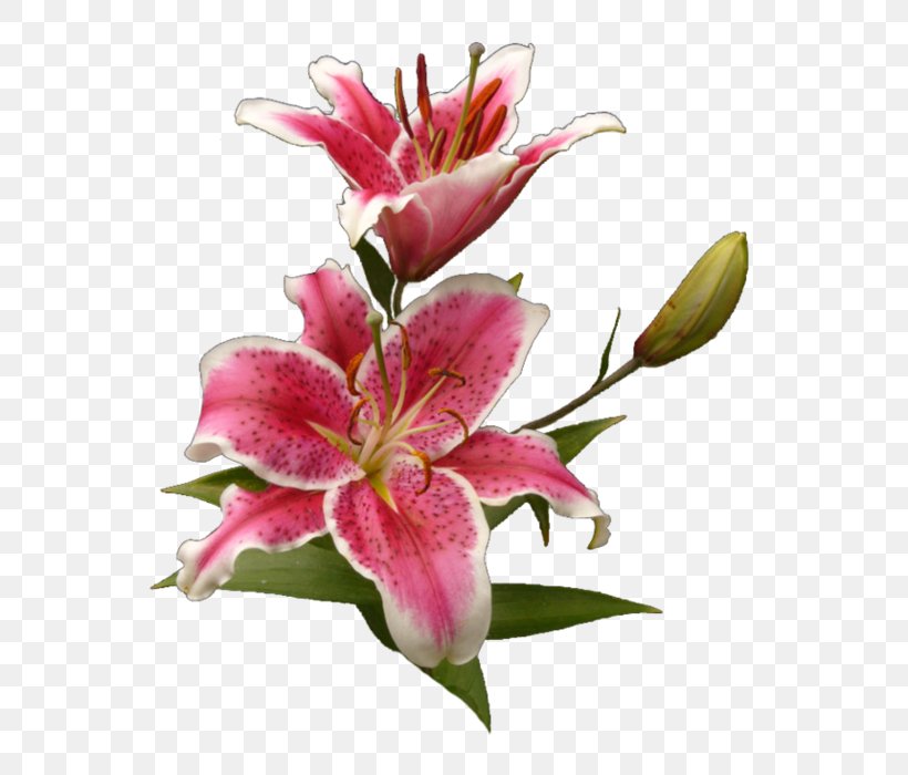 Cut Flowers Tiger Lily Lilium, PNG, 572x700px, Flower, Alstroemeriaceae, Color, Cut Flowers, Flowering Plant Download Free