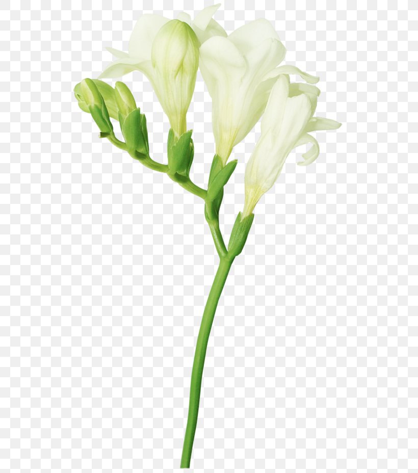 Freesia Flower Bud Clip Art, PNG, 560x928px, Freesia, Arum, Branch, Bud, Color Download Free