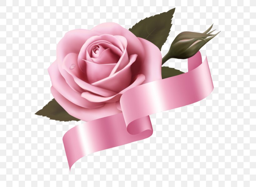 Garden Roses Cabbage Rose Pink Cut Flowers, PNG, 600x600px, Garden Roses, Beach Rose, Cabbage Rose, China Rose, Cut Flowers Download Free