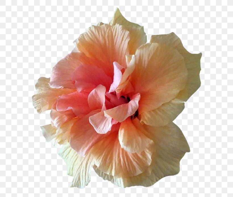 Hibiscus Flower Petal Clip Art, PNG, 650x693px, Hibiscus, Advertising, Carnation, Flower, Flowering Plant Download Free