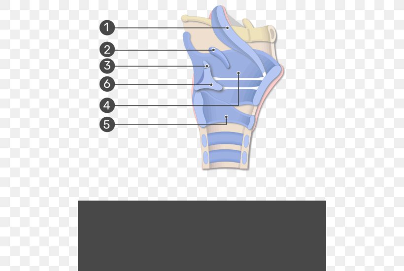 Larynx Human Anatomy Vocal Folds Spinalis, PNG, 504x550px, Larynx, Anatomy, Brand, Cartilage, Coronal Plane Download Free