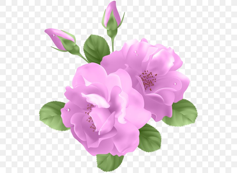 Rose Flower Lavender Clip Art, PNG, 556x600px, Rose, Annual Plant, Color, Cut Flowers, Flower Download Free