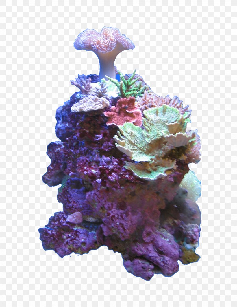 Adobe Photoshop Stony Corals Clip Art Sea, PNG, 1237x1600px, Coral, Computer Software, Coral Reef, Deep Sea, Deep Sea Creature Download Free