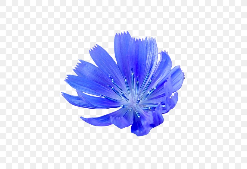 Cornflower Blue, PNG, 560x560px, Cornflower, Blue, Chicory, Cobalt Blue, Electric Blue Download Free