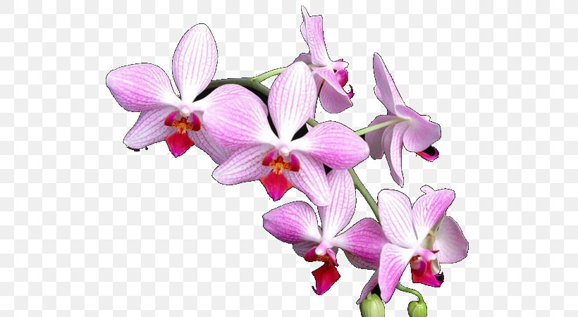 Phalaenopsis Equestris Orchids Crimson Cattleya Flower Dendrobium, PNG, 600x450px, Phalaenopsis Equestris, Cattleya, Cattleya Labiata, Cattleya Orchids, Crimson Cattleya Download Free