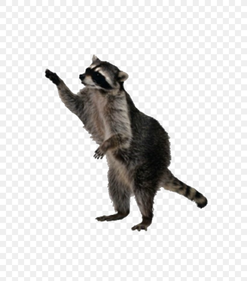 Raccoon Squirrel Clip Art, PNG, 700x933px, Raccoon, Carnivoran, Fauna, Fur, Japanese Raccoon Dog Download Free