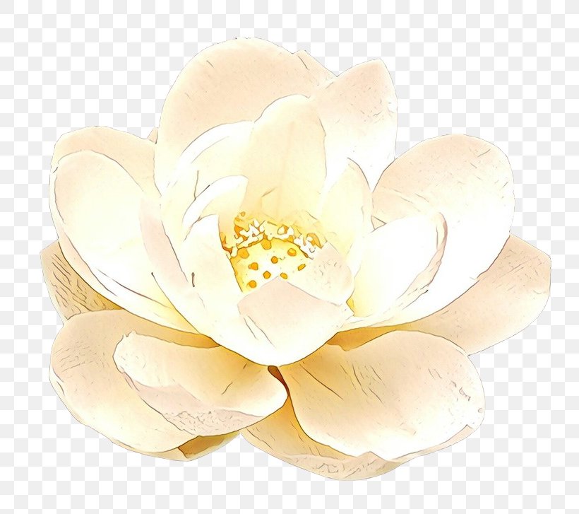 White Petal Flower Yellow Plant, PNG, 800x727px, Cartoon, Blossom, Cut Flowers, Flower, Magnolia Download Free