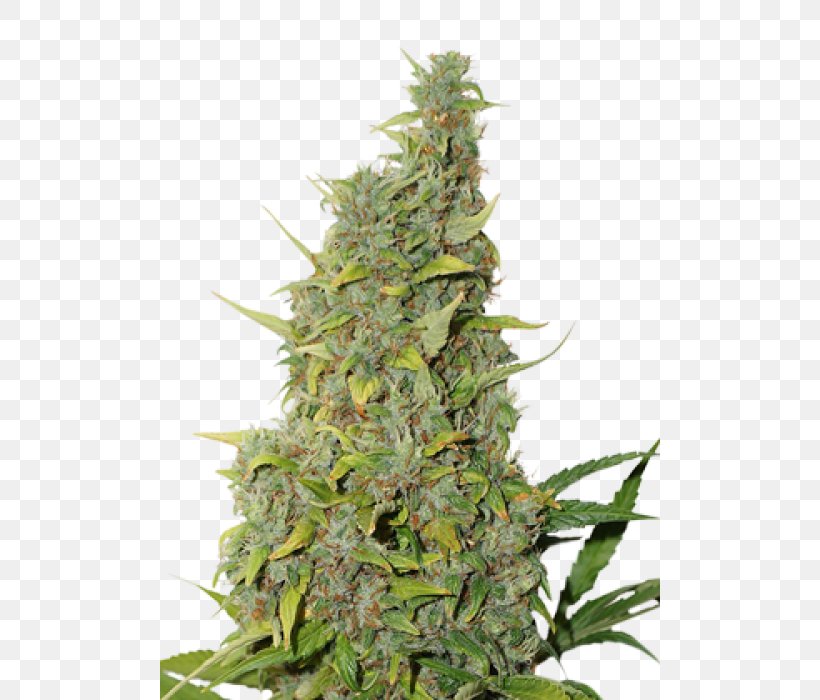White Widow Autoflowering Cannabis Cannabis Sativa Marijuana, PNG, 500x700px, White Widow, Autoflowering Cannabis, Cannabidiol, Cannabis, Cannabis Sativa Download Free
