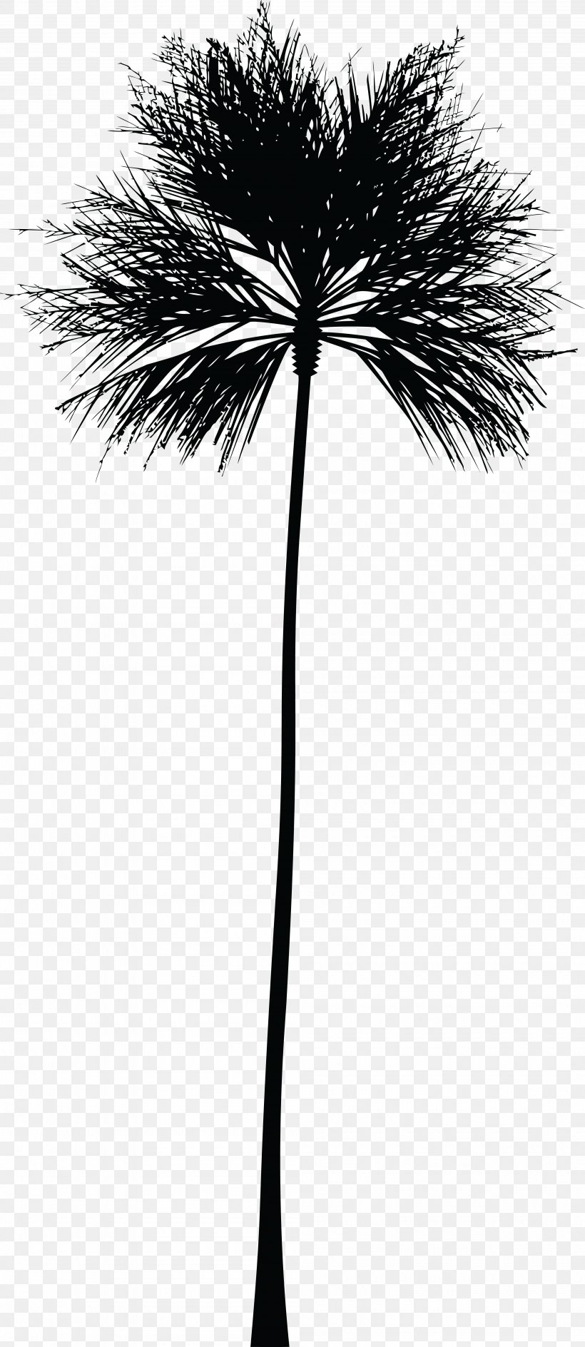 Asian Palmyra Palm Arecaceae Silhouette Clip Art, PNG, 4000x9211px, Asian Palmyra Palm, Arecaceae, Arecales, Black And White, Borassus Flabellifer Download Free