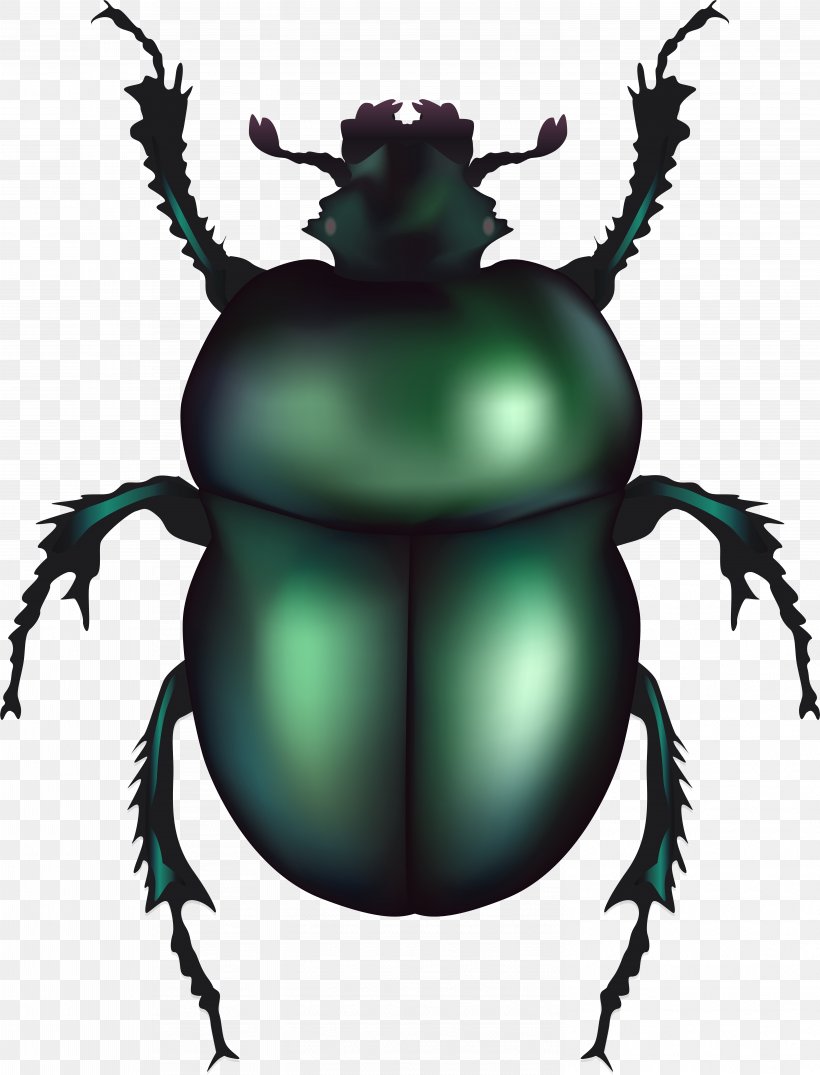 June Background, PNG, 5944x7793px, Beetle, Blister Beetles, Cetoniidae, Darkling Beetles, Dung Beetle Download Free