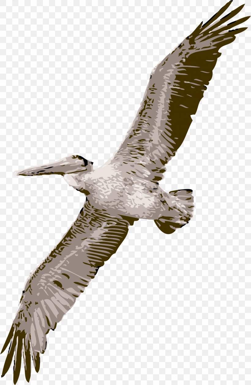 Pelican Bird Flight Clip Art, PNG, 1568x2400px, Pelican, Accipitriformes, Bald Eagle, Beak, Bird Download Free